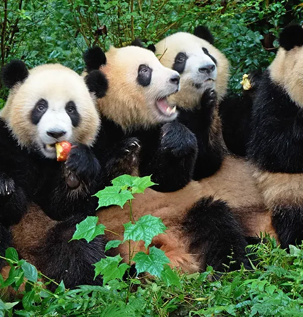 Chengdu - Panda