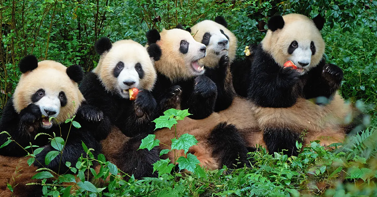 Chengdu - Panda