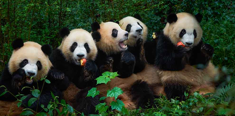 Ontdek Chengdu