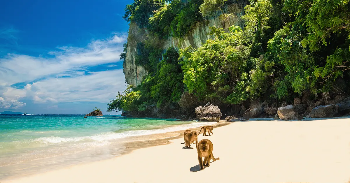Monkey Beach - Koh Phi Phi