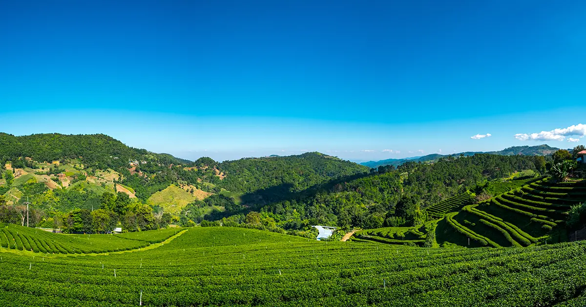 Mae Salong Theeplantage