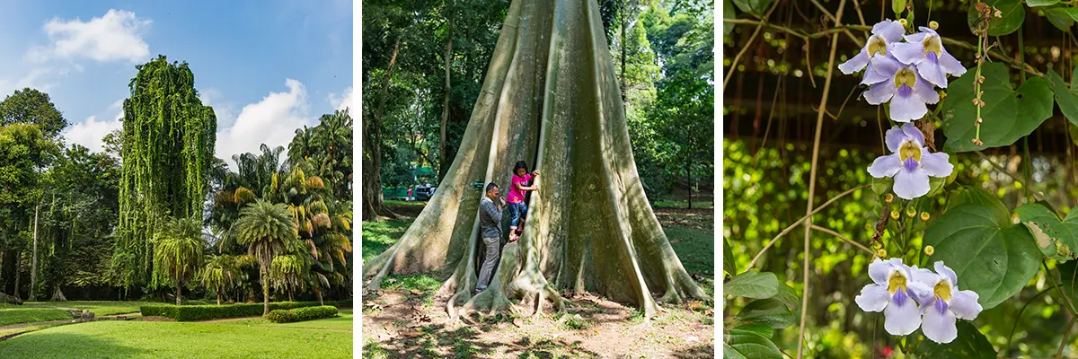 Botanische Tuinen van Bogor (Kebun Raya Bogor)