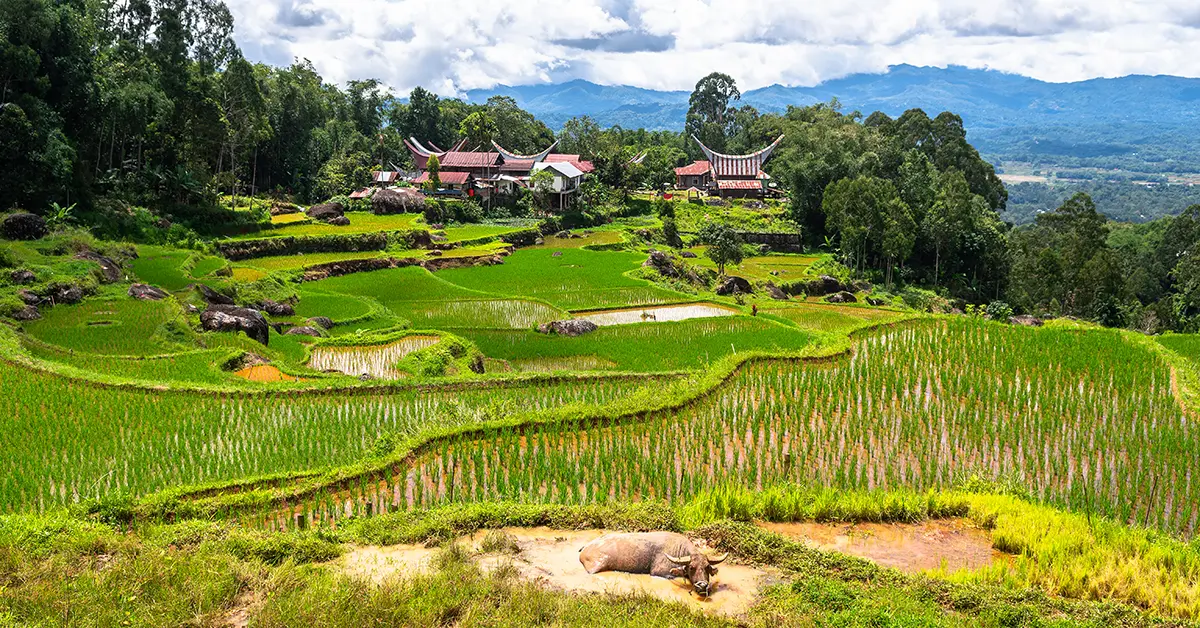 Sulawesi - Toraja