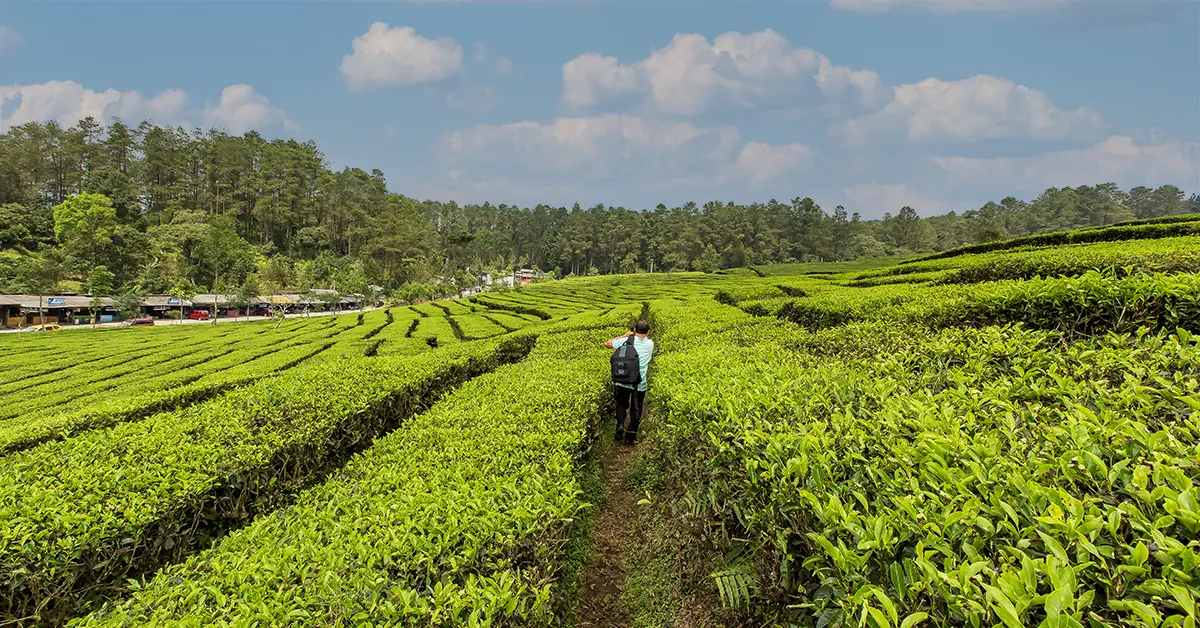 Theeplantage - Bandung