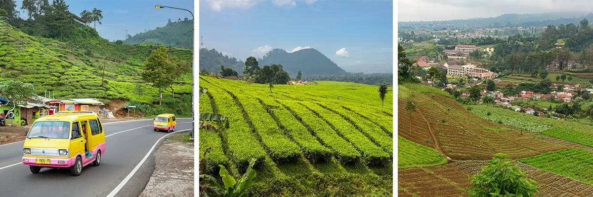 Theeplantages Puncak Pass