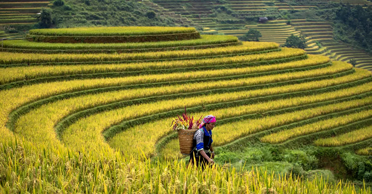 Rijstterrassen Sapa