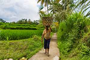 Ubud - wandelen door de rijstvelden