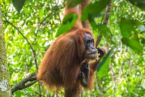 Bukit Lawang - Orang-oetan