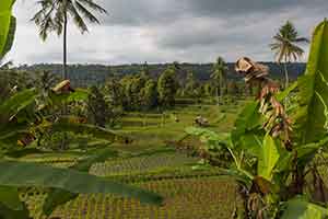 Rijstterrassen Bali