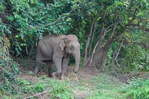 Olifant