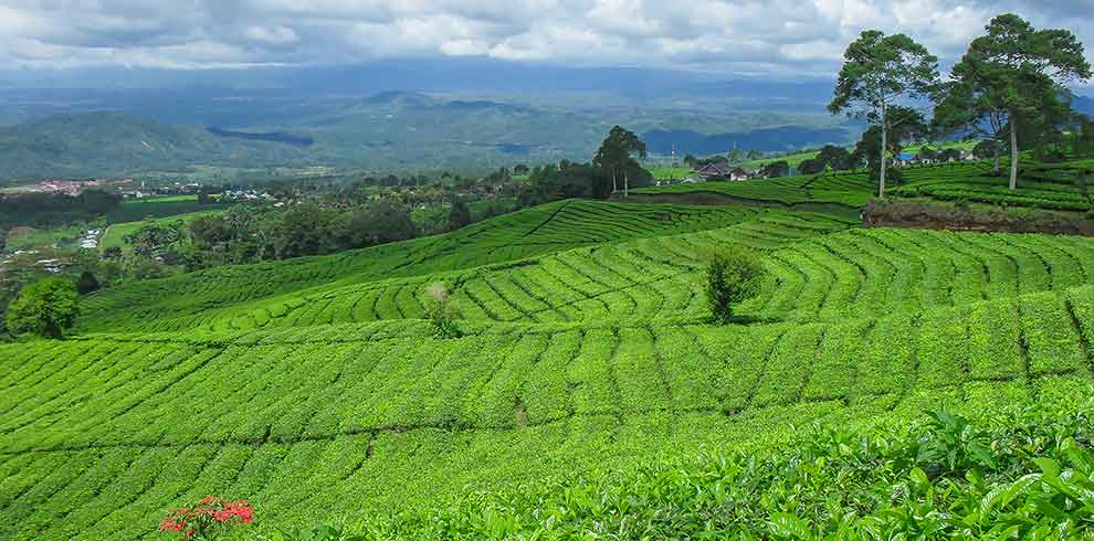 Pagar Alam - theeplantages