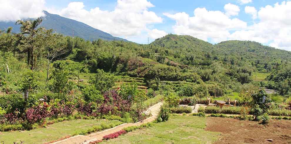 Bukittinggi - rijstterrassen