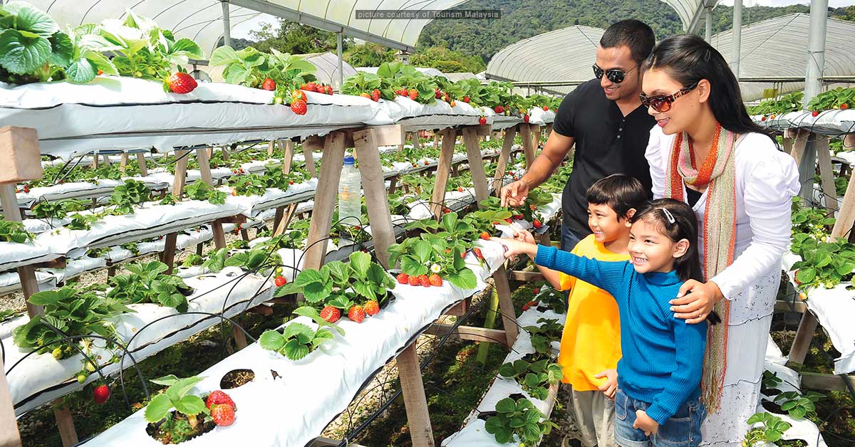 Cameron Highlands