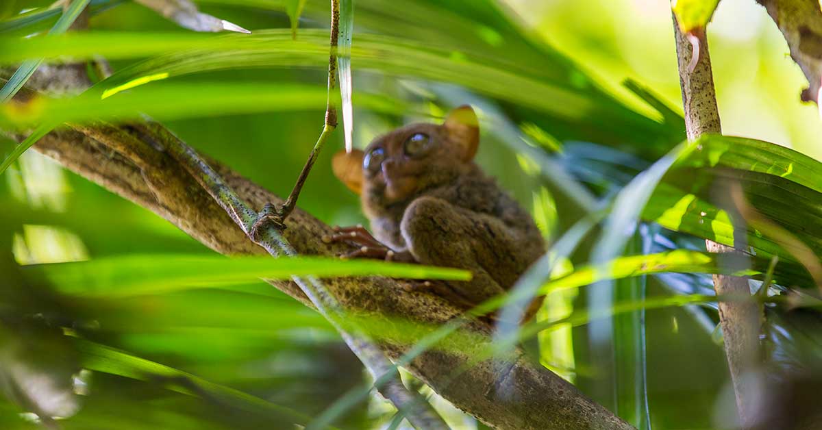 Philippine Tarsier Sanctuary