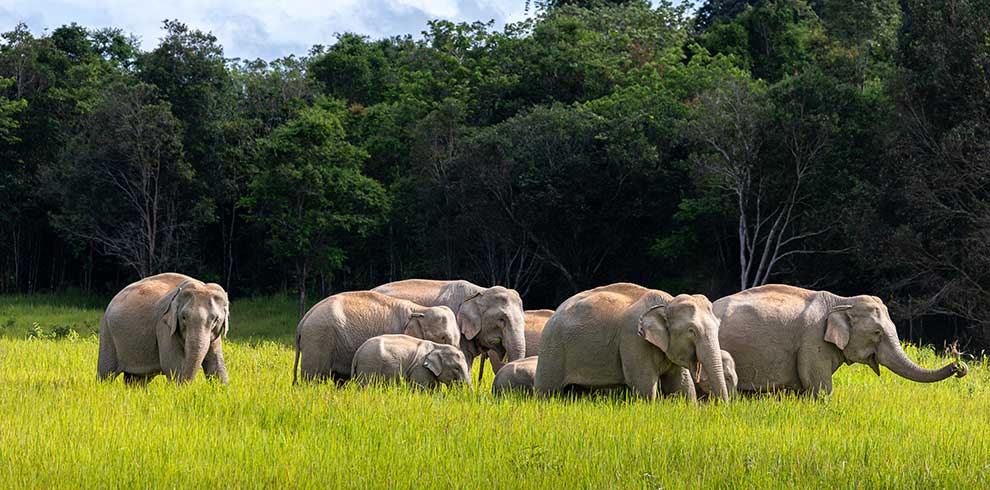 Een kudde olifanten in het Khao Yai National Park