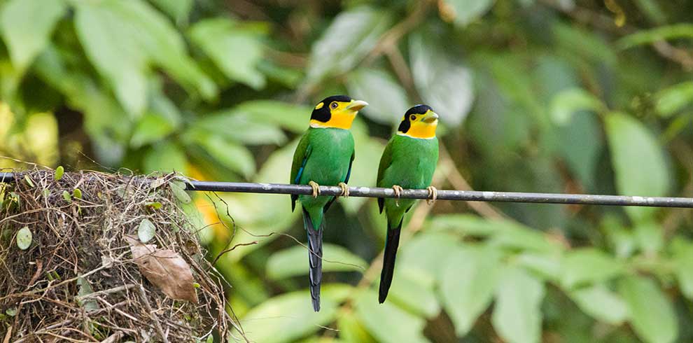 prachtig gekleurde long tailed broadbills in het Khao Yai National Park