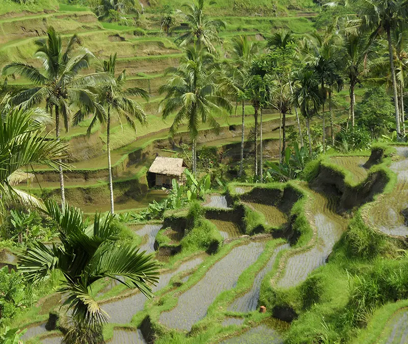 Bouwstenen Bali – Rijstterrassen bij Ubud