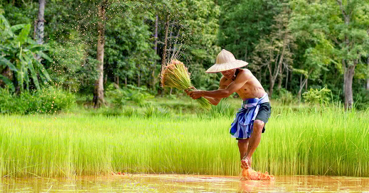 Boer aan het werk in de rijstvelden van Cambodja tijdens een rondreis.