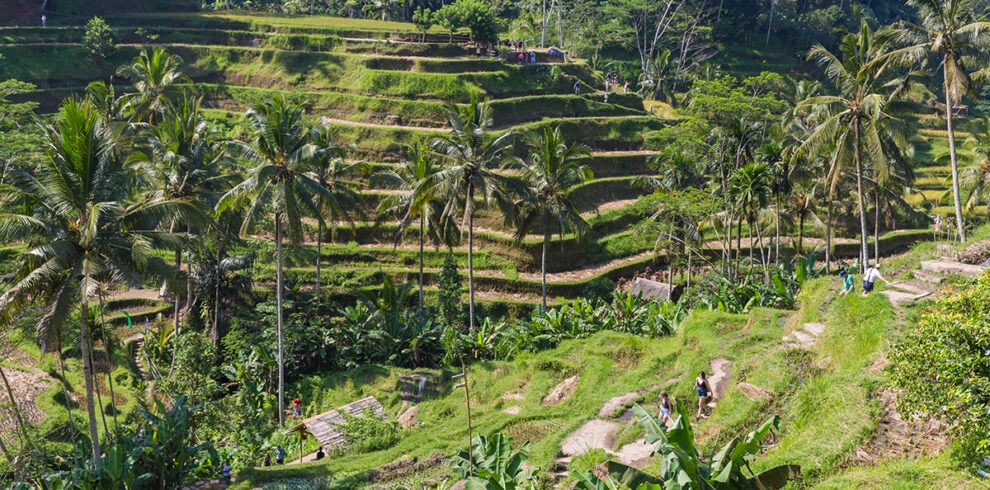 De Tegalalang rijstterrassen bij Ubud tijdens de Rondreis Bali 2 weken