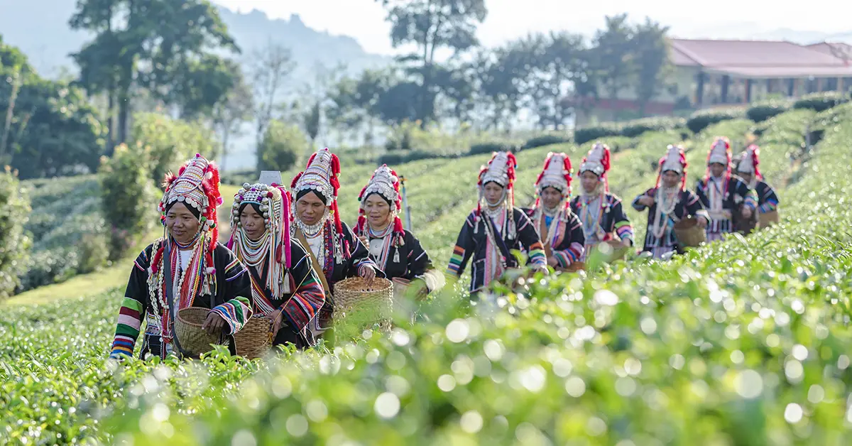 Bouwstenen Chiang Mai – traditionele bergvolkeren in groene heuvels van Noord-Thailand