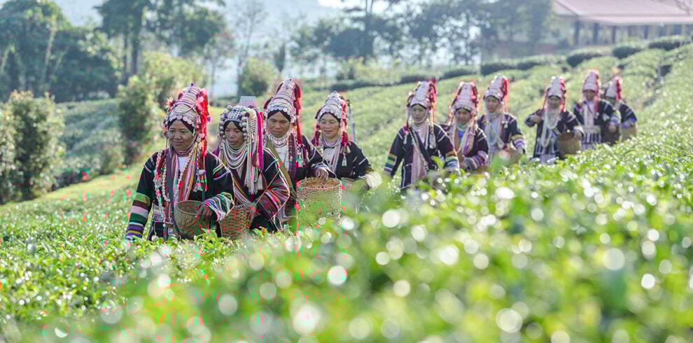 Akha vrouwen lopen door plantages in Chiang Mai