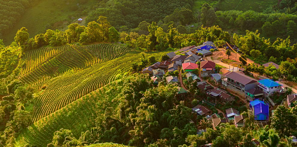 De theevelden bij het dorp Doi Mae Salong bij Chiang Rai