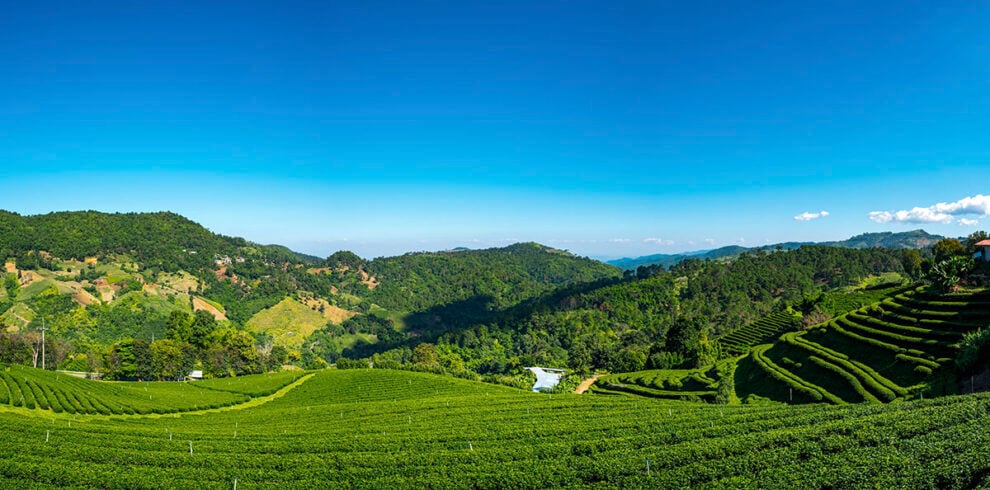 Het prachtige landschap vol theeplantages bij Doi Mae Salong in Chiang Rai