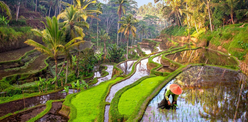 Boeren werken in de rijstvelden op Bali