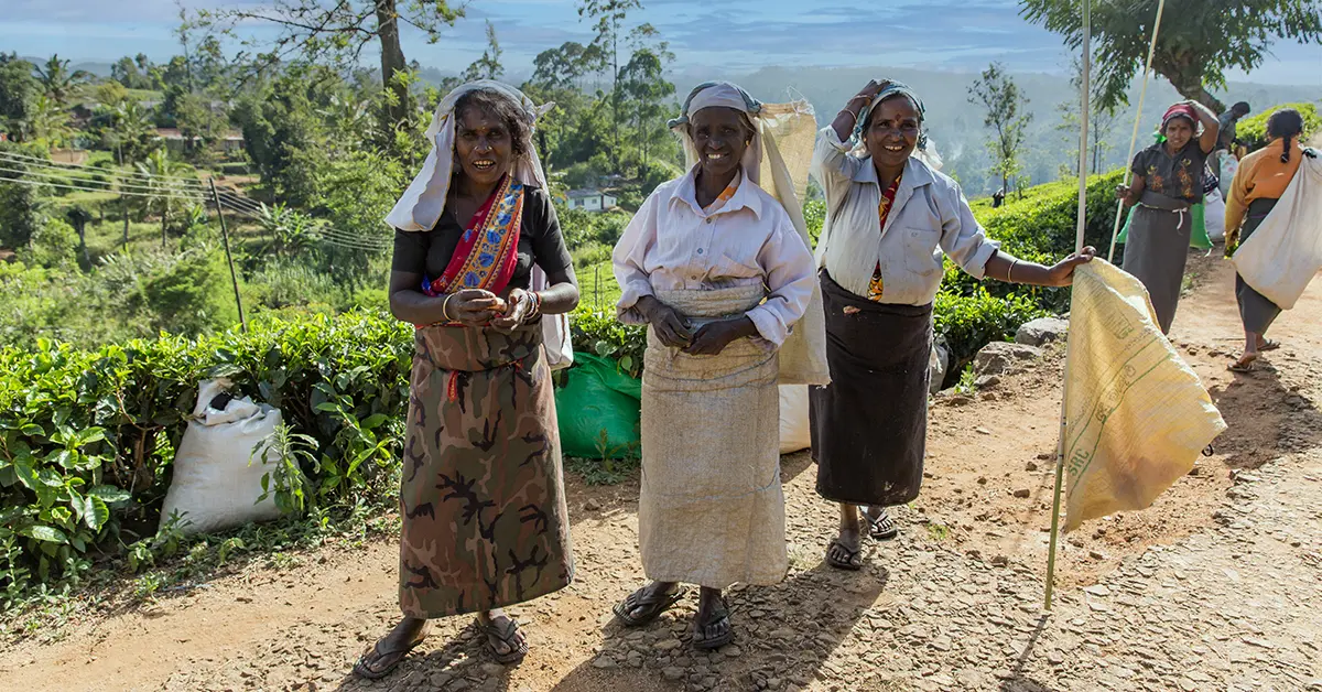 Theepluksters in de heuvels van Sri Lanka – onderdeel van de lokale cultuur en bevolking