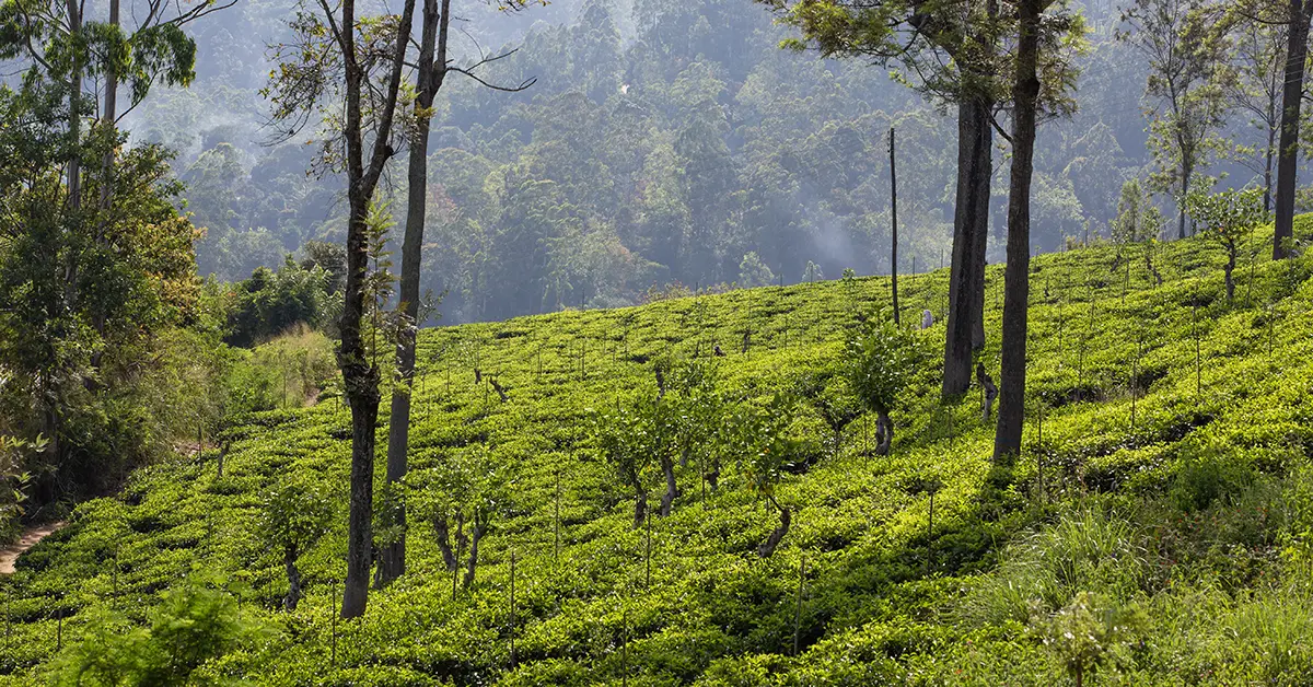 Groene theeplantages in de hooglanden van Sri Lanka omringd door bosrijke natuur
