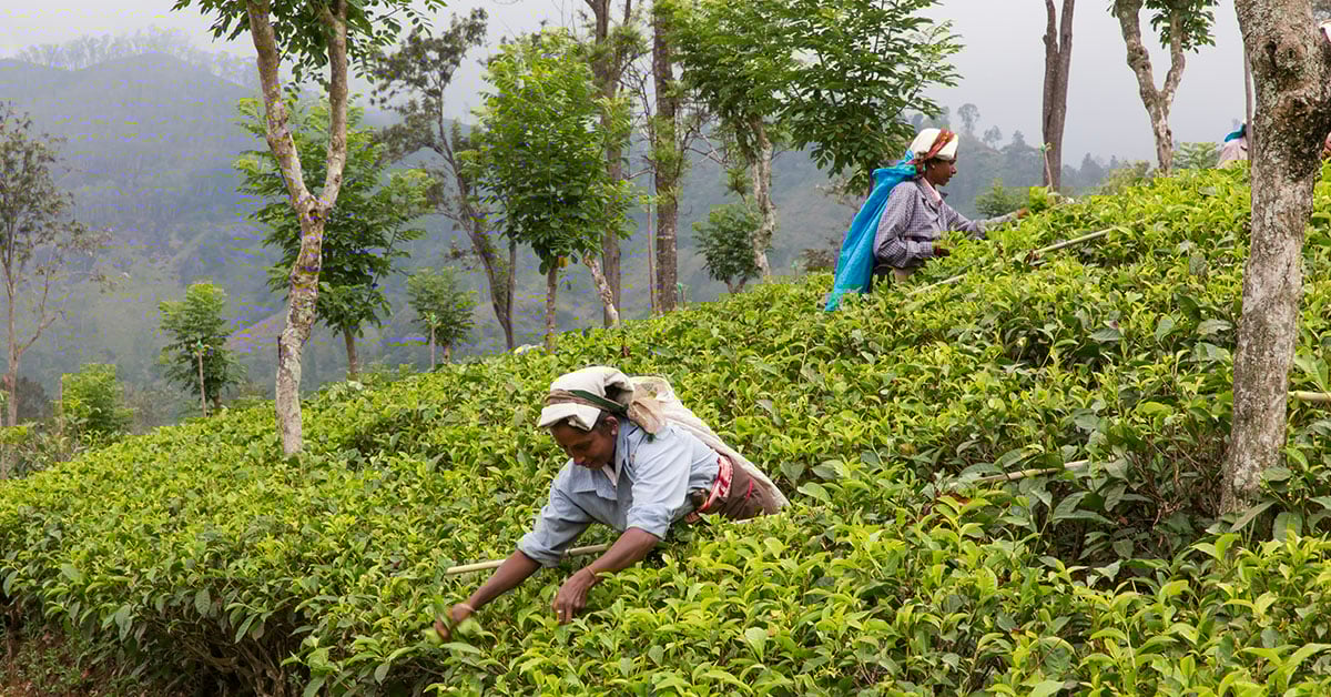 Theepluksters tussen de groene theeplantages van Sri Lanka bij Nuwara Eliya