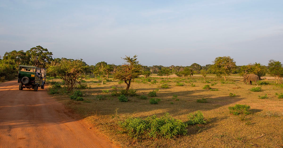 Jeepsafari in Yala National Park met een olifant in het landschap – bouwstenen Sri Lanka