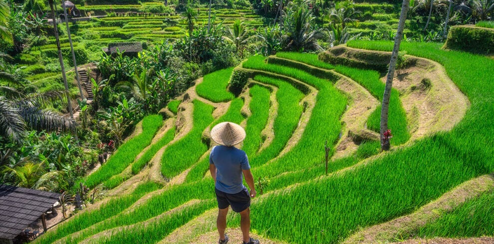 Man kijkt uit over de rijstterrassen bij Ubud