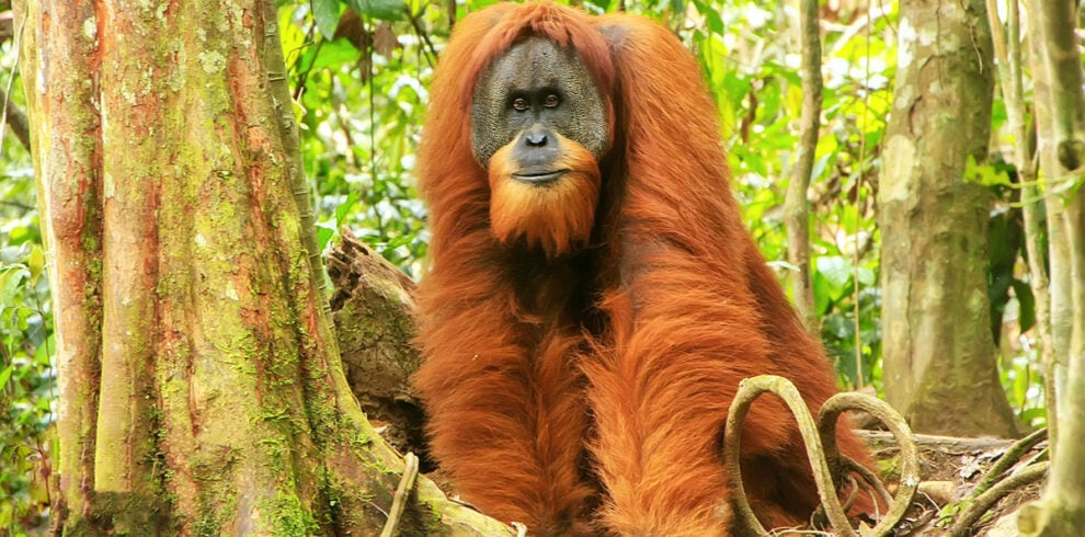 Een Orang-oetan in het Leuser Nationaal Park op Sumatra