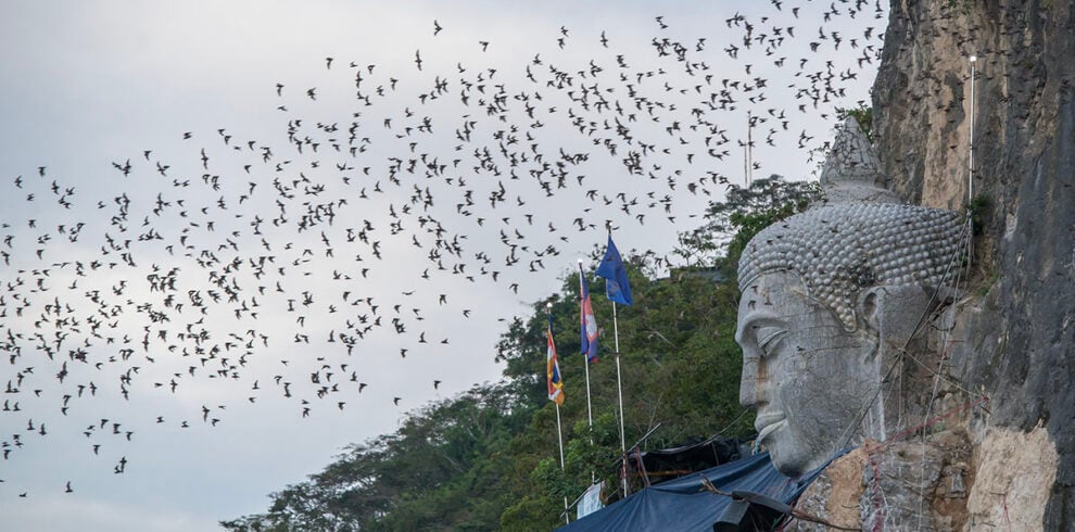 Vleermuizen vliegen uit bij Mount Phnom Sampeau, Battambang