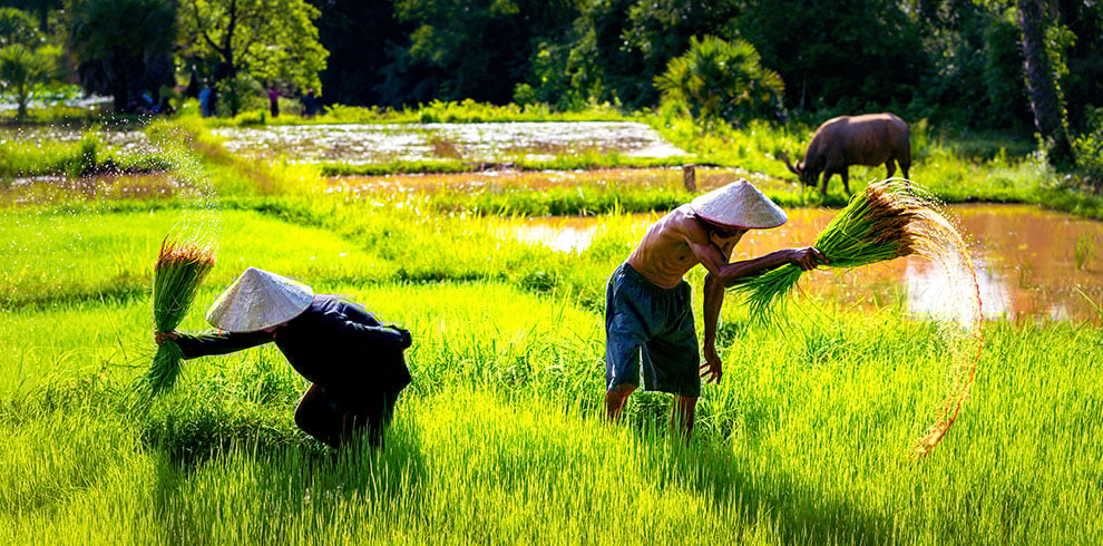 Boeren werken in de rijstvelden in Cambodja