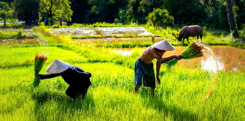 Boeren werken in de rijstvelden in Cambodja