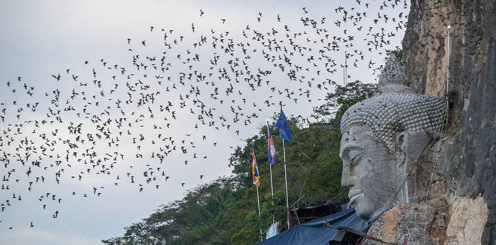 Vleermuizen vliegen uit bij zonsondergang bij Phnom Sampeau Mountain, Battambang