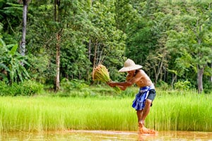 Lokale boer aan het werk in de rijstvelden in Cambodja