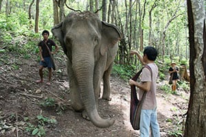 Olifanten in het opvangcentrum in Mondulkiri, Cambodja