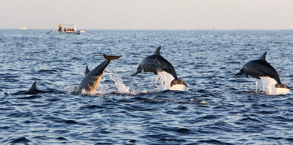 Dolfijnen springen uit water omhoog bij Lovina, Bali