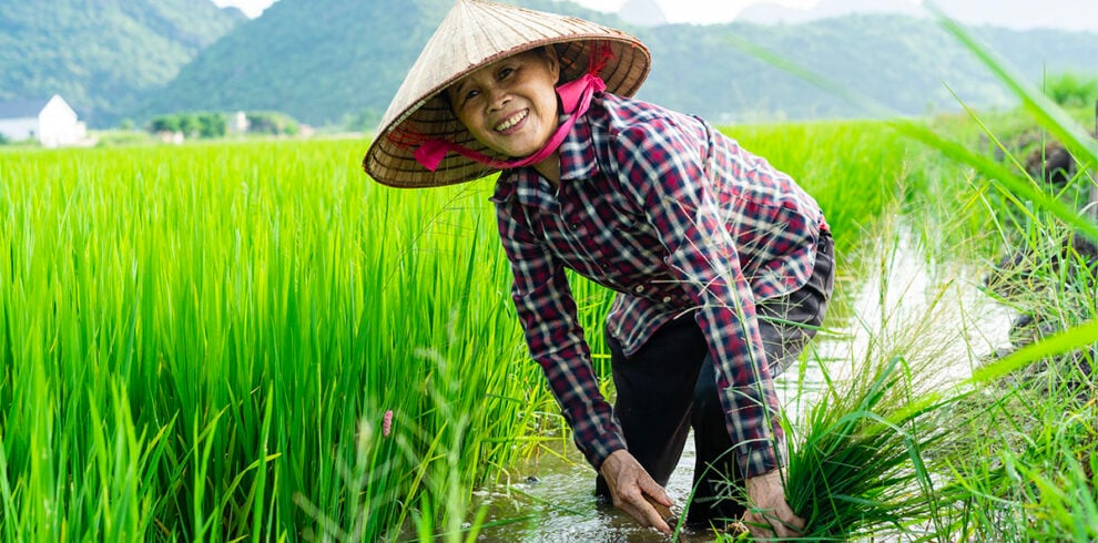 Vietnamese boerin in de rijstvelden