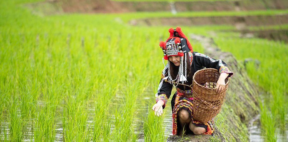 Een Hmong vrouw in de rijstvelden van Noord-Vietnam