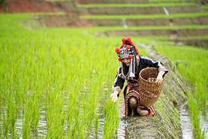 Hmong vrouw in de rijstvelden van Noord-Vietnam