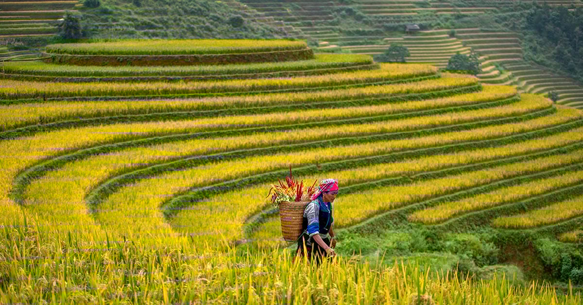 De prachtige rijstterrassen in Mu Cang Chai, Yen Bai, Vietnam