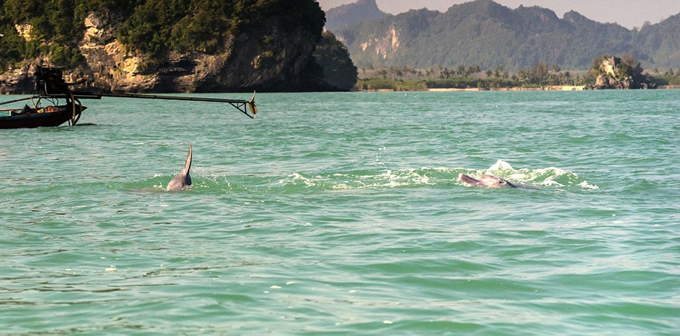 Roze dolfijnen zwemmen voor de kust van Khanom Beach in Thailand