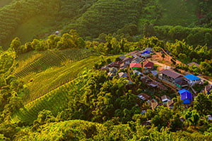 Luchtfoto van de theeplantages in Doi Mae Salong in Chiang Rai, Thailand