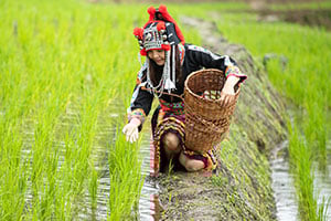 Een Hmong vrouw aan het werk in de rijstvelden