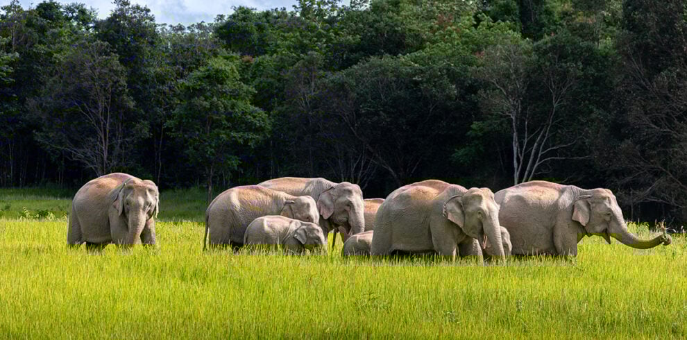 Van Tempelstad tot Bergvallei en Strand - Wilde olifanten in het Khao Yai Nationaal Park