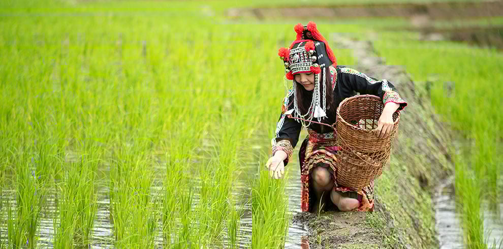 Een Hmong vrouw in traditionele kleding aan het werk in de rijstvelden